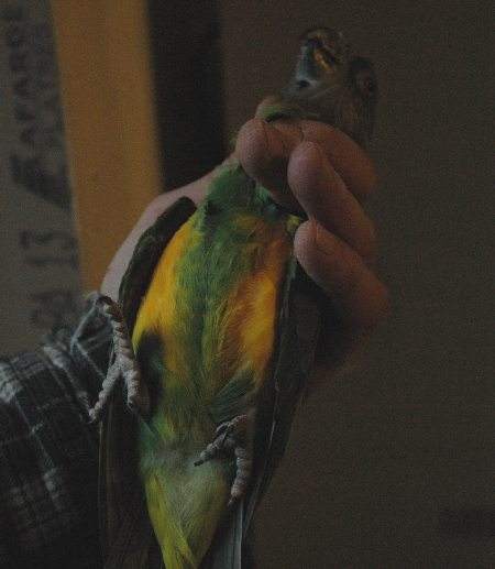 you femelle jaune nvc.jpg