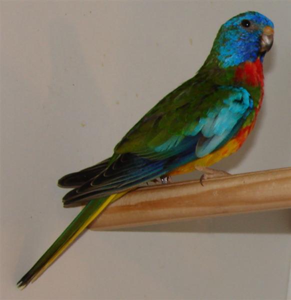 DSC00246(1)2 (Medium).JPG