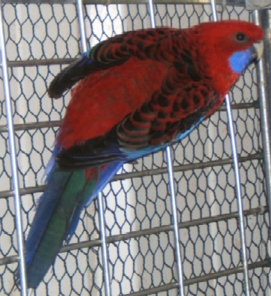 Pennant Male.jpg