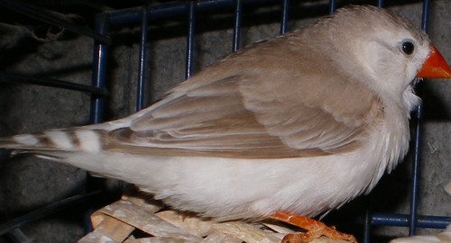 mandarin b pb femelle.jpg