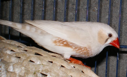 mandarin B masquÃ© m.jpg