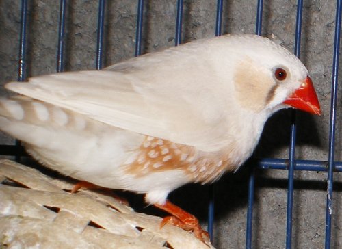 mandarin B masquÃ© m 02.jpg