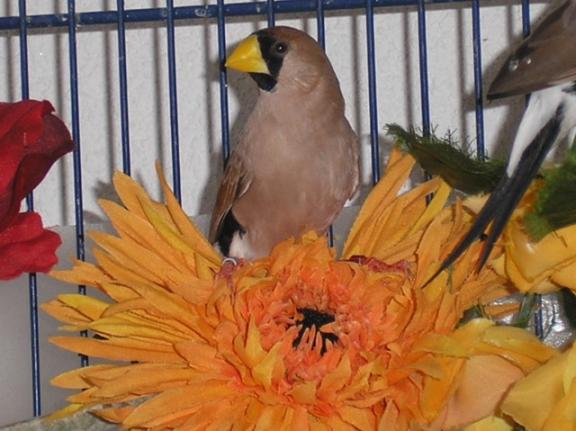 masquÃ©Ã©Ã© fleur.JPG