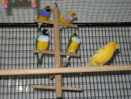 Copie de goulds, canari.jpg