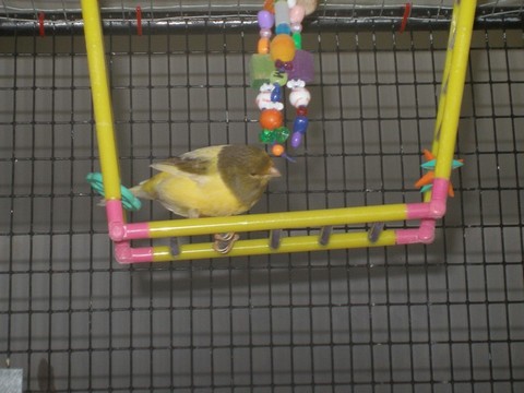 Copie de Baltazar sur Ã©chelle.jpg