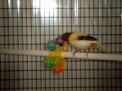 Copie de canari joue Ã  la roue.jpg