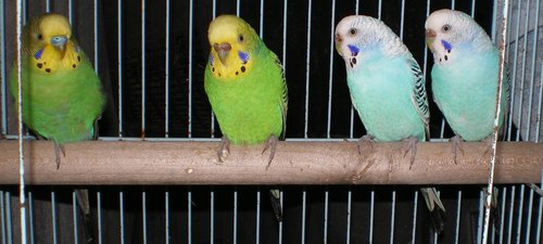 groupe d'ondulÃ©es 01.jpg