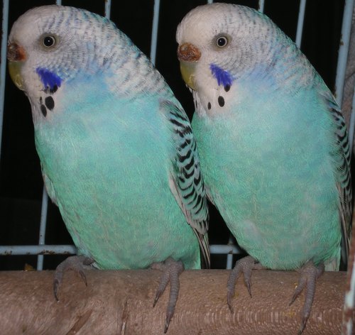 deux femelles opalines bleu ciel.jpg