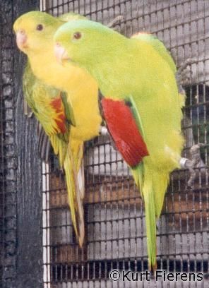 parkiet_australischeenmutaties_036.jpg