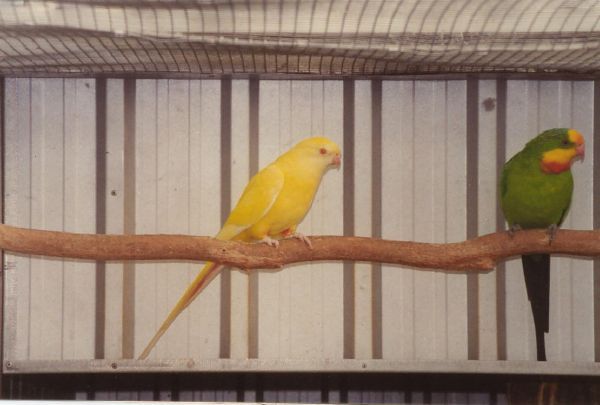 parkiet_australischeenmutaties_006.jpg