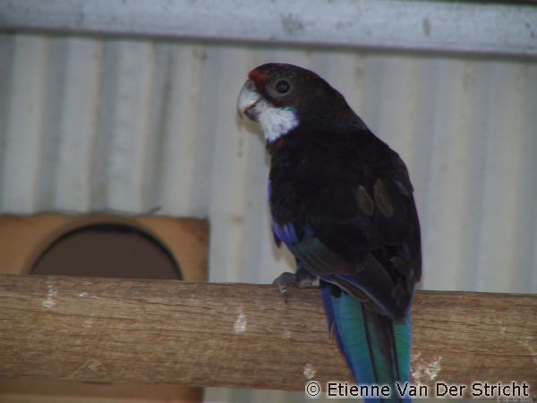 parkiet_australischeenmutaties_098.jpg