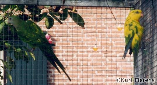 parkiet_australischeenmutaties_031.jpg