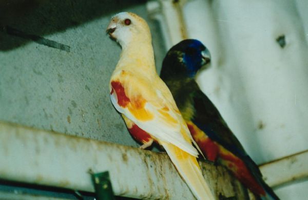 parkiet_australischeenmutaties_029.jpg
