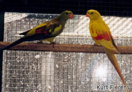 parkiet_australischeenmutaties_069.jpg