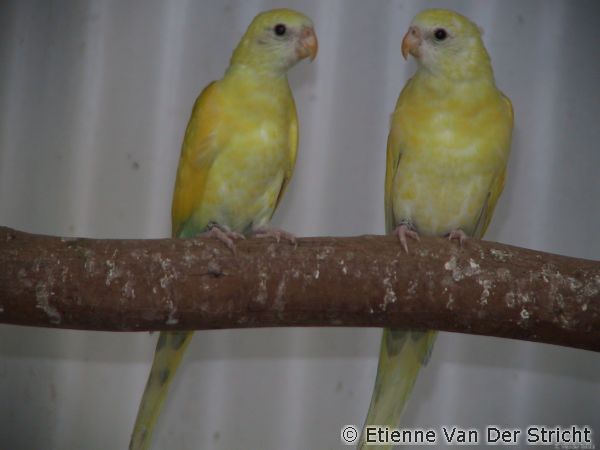 parkiet_australischeenmutaties_054.jpg