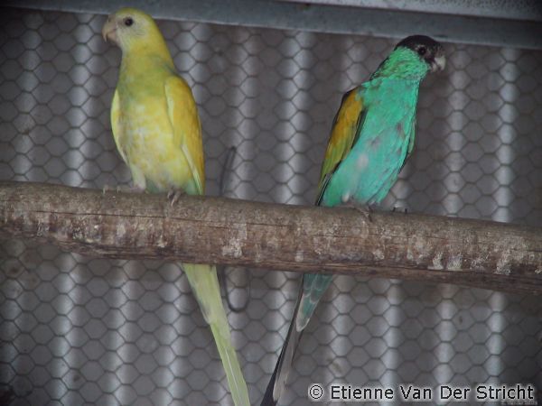 parkiet_australischeenmutaties_055.jpg