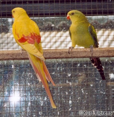 parkiet_australischeenmutaties_012.jpg