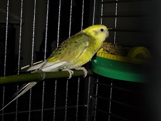 femelle croupion.jpg