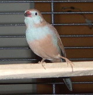 MÃ¢le ou femelle.jpg