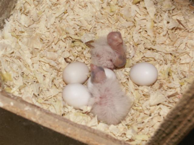 bbs callo 07 (Small).JPG