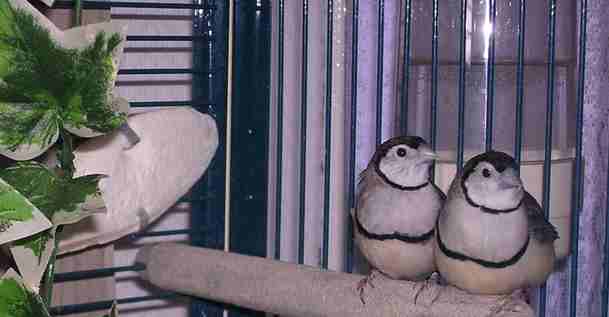 mr et mme bichenow.jpg