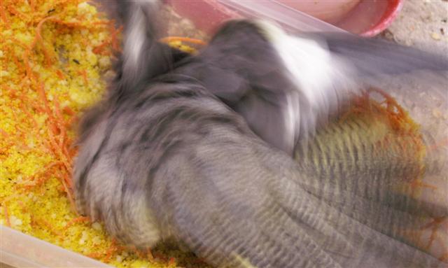 lili (4) (Small).jpg