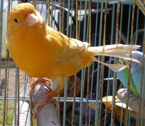 mÃ¢le canari orange 02.jpg