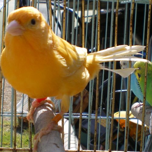 mÃ¢le canari orange 01.jpg