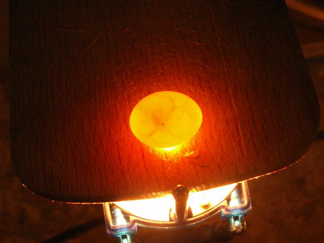 oeufs fÃ©condÃ© (Small).JPG