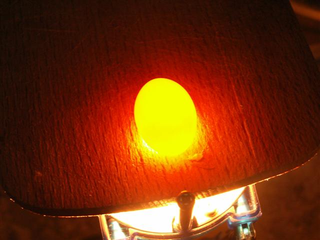 oeufs non fÃ©condÃ© (Small).JPG