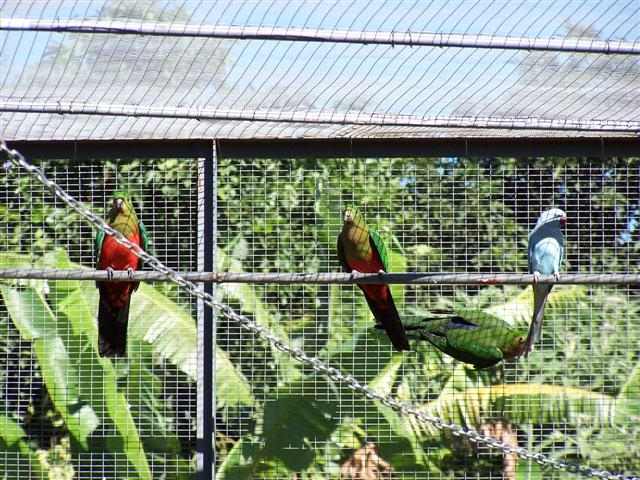 royale12 (Small).jpg