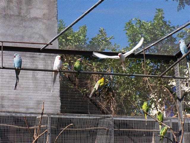 collier19 (Small).jpg