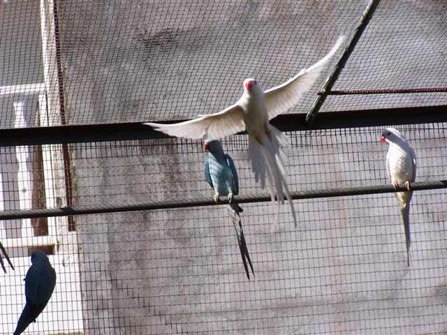 collier15 (Small).jpg