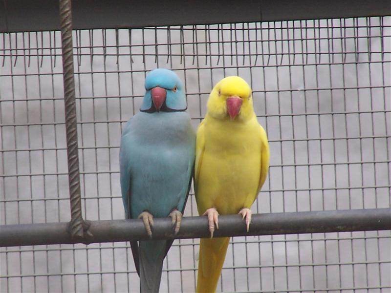 collier24 (Medium).jpg