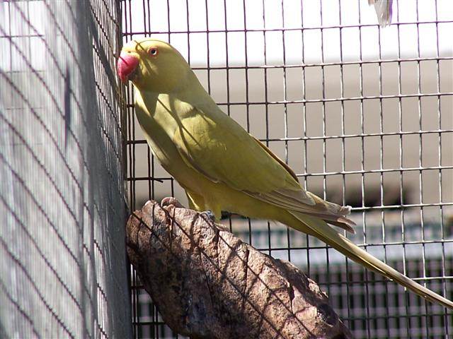 colier31 (Small).jpg