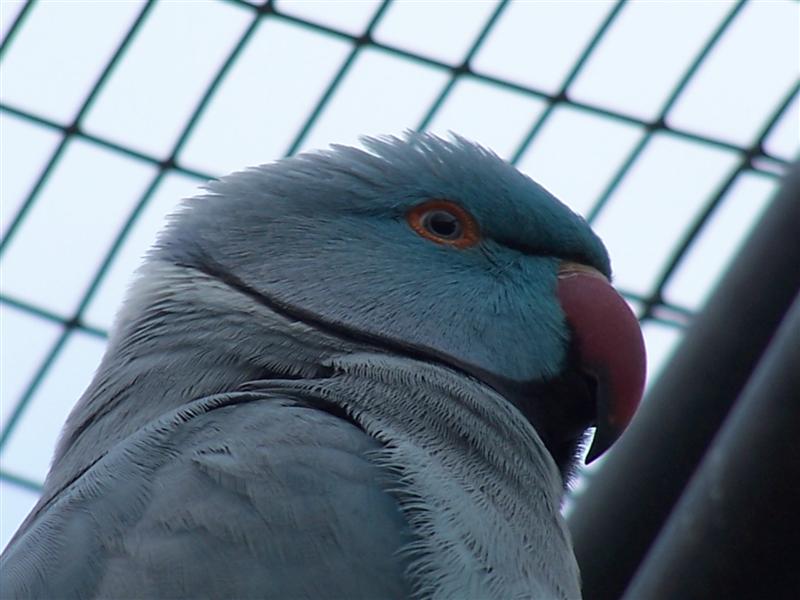 collier_61 (Medium).jpg