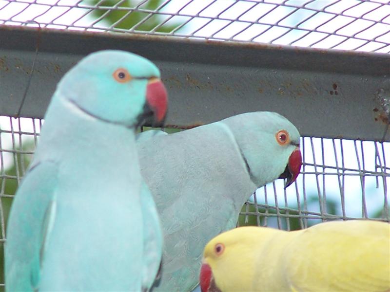 collier_44 (Medium).jpg