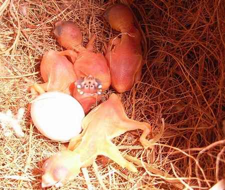 Eclosion le 27mai 2007.jpg