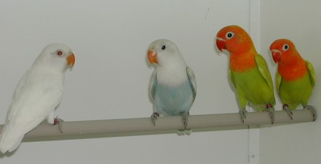 albinos, bleu pastelIno et 2 pastelIno.jpg