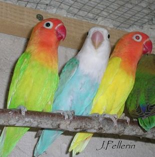 pastel ; bleu pastel et lutino.jpg