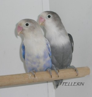 mottle violet SF & bleu DD.jpg