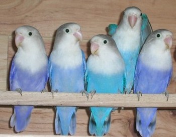 bleu pastel D violet DF ; bleu D edged SF violet SF ; bleu violet SF ; bleu D edged SF violet DF.jpg