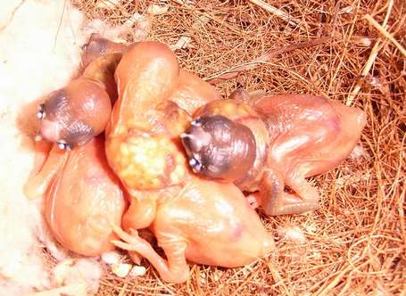 2 Juin 2007 - 7Ã¨ jour.jpg