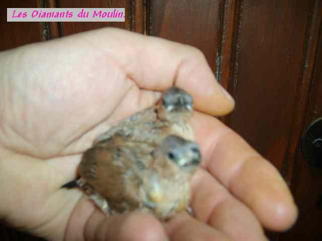 masquÃ©s bs 07.jpg