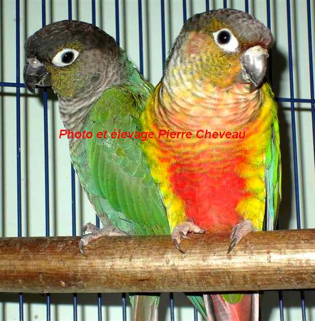 couple de pyrrhuras molinae mutations.jpg