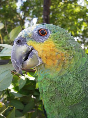 maurane gros plan (Small).JPG
