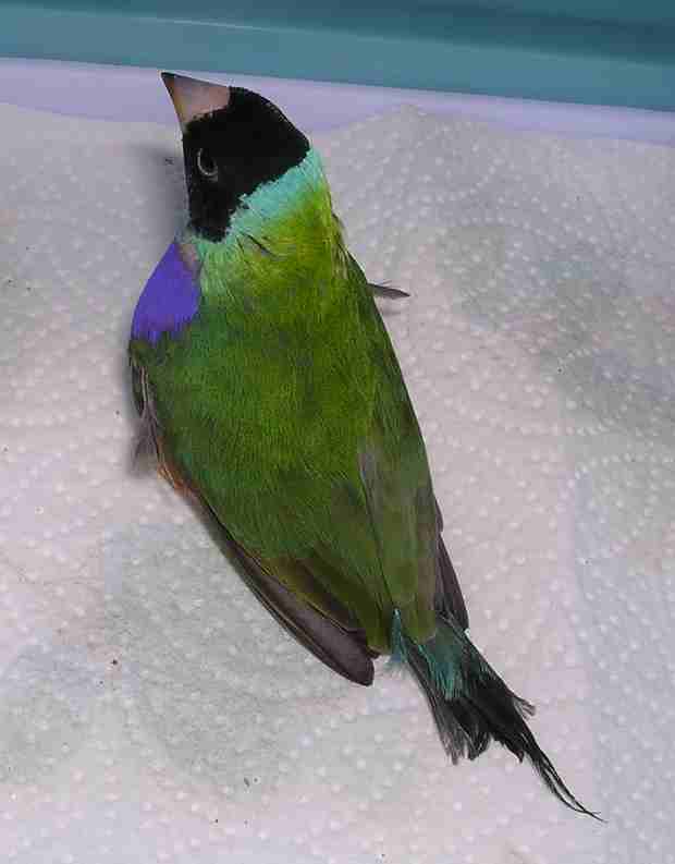 avant visite veto.jpg