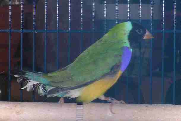 pÃ©pÃ¨re de profil.jpg