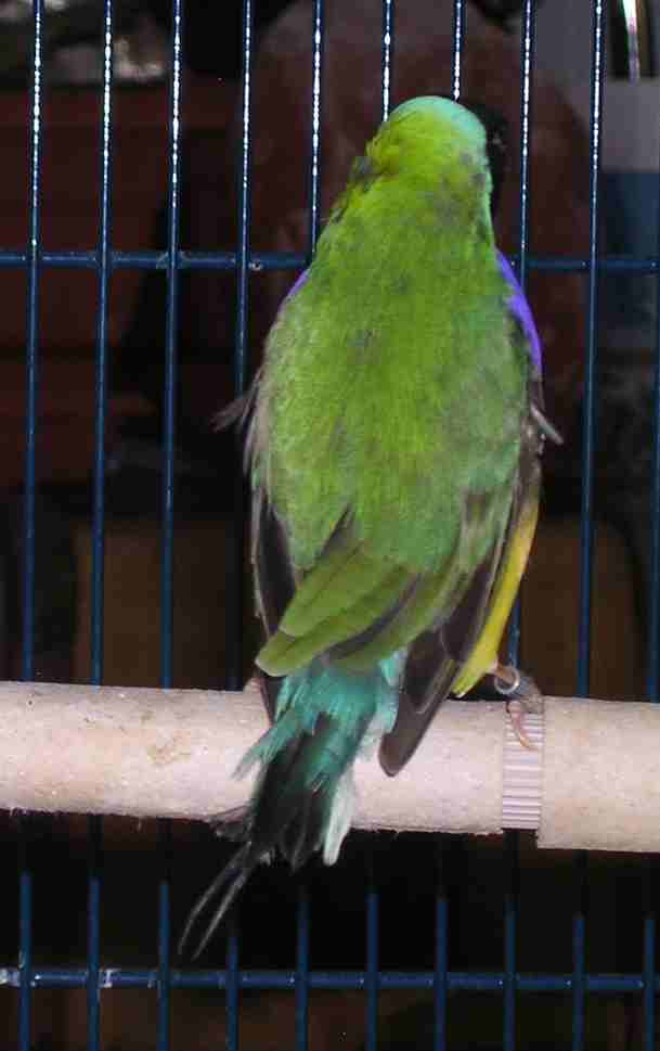 pÃ©pÃ¨re de dos.jpg