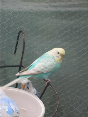 Acro (2) (Small).JPG